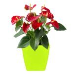 1192  Flower Pots Square Shape For Indoor/Outdoor Gardening