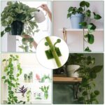 30pcs wall Plant Climbing Clip widely (Box/30 Pcs Set) - Image 3