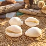 Natural Kaudi Cowrie Shells (4 Pc, Mix Size) - Image 7