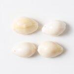Natural Kaudi Cowrie Shells (4 Pc, Mix Size) - Image 4