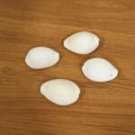 Natural Kaudi Cowrie Shells (4 Pc, Mix Size) - Image 9