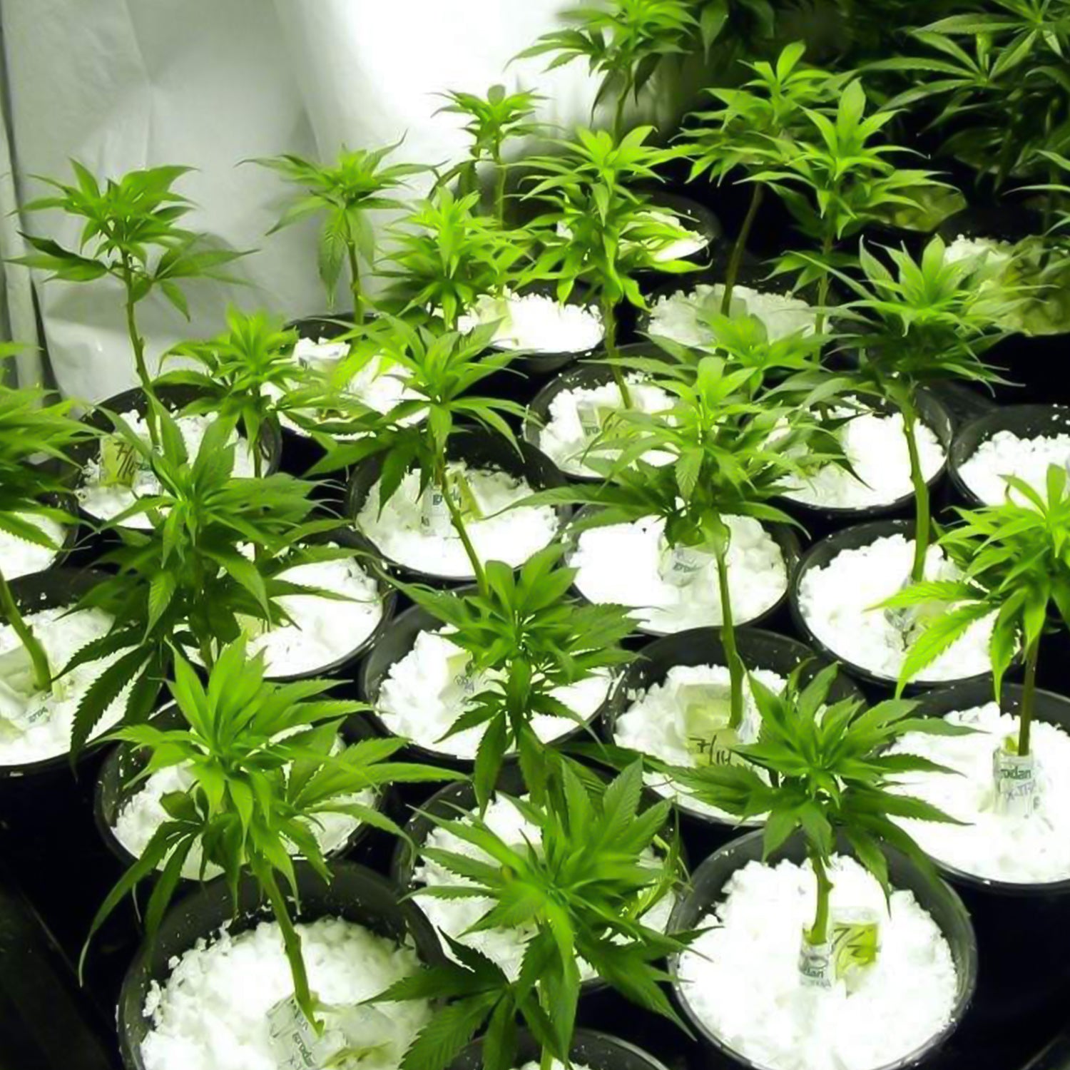 Paradise Perlite for Hydroponics & Horticulture Soil Conditioner (250 GM)
